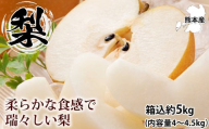 梨 秀品 箱込 5kg （内容量約4～4.5kg）果物 くだもの フルーツ なし 果実 おやつ 熊本市 国産【2024年7月下旬から2024年10月上旬発送予定】