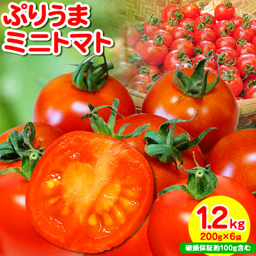 ぷりうまミニトマト 1.2kg (200g × 6袋) 破損保証約100g含む トマト ミニトマト 野菜 GTOファーム 熊本県 南阿蘇村《30日以内に出荷予定(土日祝除く)》 1376008 - 熊本県南阿蘇村