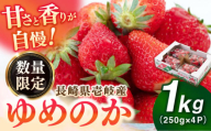 【先行予約】【2025年3月以降順次発送】壱岐市産 いちご ゆめのか 1kg（250g×4パック）《壱岐市》【壱岐市農業協同組合】 イチゴ フルーツ 果物 スムージー 完熟 春いちご 先行予約 数量限定 [JBO138]