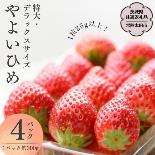 【 2026年 先行予約 】 やよいひめ (4パック)　特大・デラックスサイズ（茨城県共通返礼品／常陸太田市） 2026年1月上旬発送開始 大粒 フルーツ 苺 イチゴ いちご 新鮮 朝採れ 茨城県 桧山FRUITFARM [DY014sa] 1376231 - 茨城県桜川市