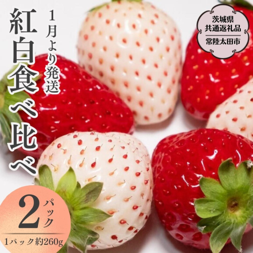 【2025年1月上旬発送開始】紅白 食べ比べセット いちご（ 2パック × 1箱 ) （茨城県共通返礼品／常陸太田市）フルーツ 苺 イチゴ いちご 新鮮 朝採れ 茨城県 桧山FRUITFARM [DY019sa] 1376241 - 茨城県桜川市