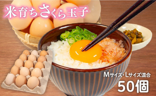 卵 50個 ( 45個 + 割れ補償 5個 ) Mサイズ Lサイズ 混合 国産 さくら玉子 米育ち さくら卵 鶏 さくら コク 濃い 卵黄 風味 米育ちさくら玉子 とれたて 生 たまご 地産地消  国産鶏 玉子 産みたて 新鮮 黄身 卵 かけ ご飯 たまご かけ ごはん 玉子 丼  卵 焼き すき焼き 目玉 焼き 玉子 スープ 茶碗蒸し ゆで たまご サンド 大容量 滋賀県 竜王町 1376519 - 滋賀県竜王町