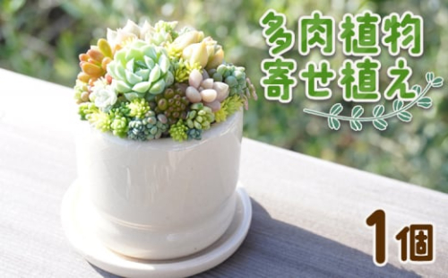 【寄せ植え】多肉植物 多肉 1個 - 鉢植え インテリア ガーデニング おしゃれ グリーン プレゼント 観葉植物 多肉 植物 寄せ植え かわいい お楽しみ 自然 PUKUTTO 高知県 香南市 pk-0004