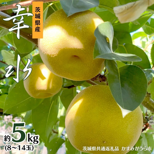 幸水 約 5kg 8玉～14玉 (茨城県共通返礼品 かすみがうら市) 産地直送 久保田果樹園 フルーツ 甘い 直送 茨城 限定 ギフト 梨 幸水 こうすい 果物 [DH001sa] 1376842 - 茨城県桜川市