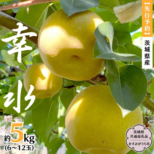 【 先行予約 】 茨城県産 梨 幸水 約5kg 6玉～12玉 (茨城県共通返礼品 かすみがうら市) (2024年8月上旬発送開始) 産地直送 久保田果樹園 フルーツ 甘い 直送 茨城 限定 ギフト 梨 幸水 こうすい 果物 [DH001sa] 1376842 - 茨城県桜川市