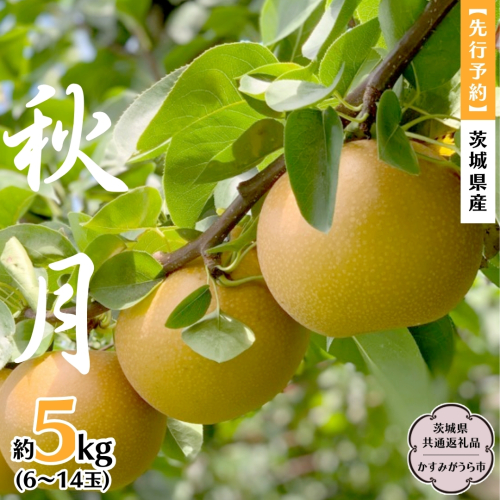 【 先行予約 】 茨城県産 梨 秋月 約5kg 6玉～14玉 (茨城県共通返礼品 かすみがうら市) (2025年9月中旬発送開始) 産地直送 久保田果樹園 フルーツ 甘い 直送 茨城 限定 ギフト 梨 秋月 あきづき 果物 [DH004sa] 1376953 - 茨城県桜川市