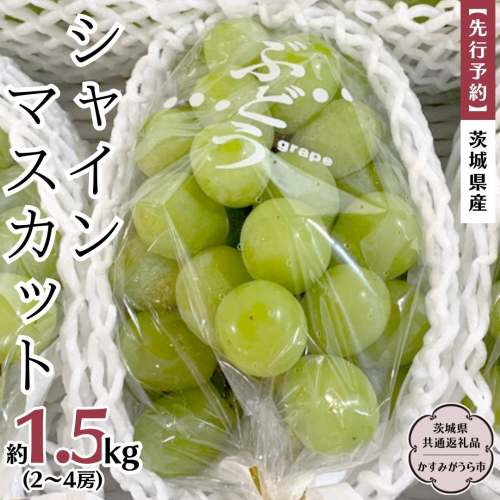 【先行予約】 茨城県産 シャインマスカット 約1.5kg（2～4房）(茨城県共通返礼品 かすみがうら市)  (2024年9月中旬発送開始)  久保田果樹園 産地直送 フルーツ 甘い 直送 茨城 限定 ギフト ぶどう シャインマスカット 果物 [DH009sa] 1376956 - 茨城県桜川市