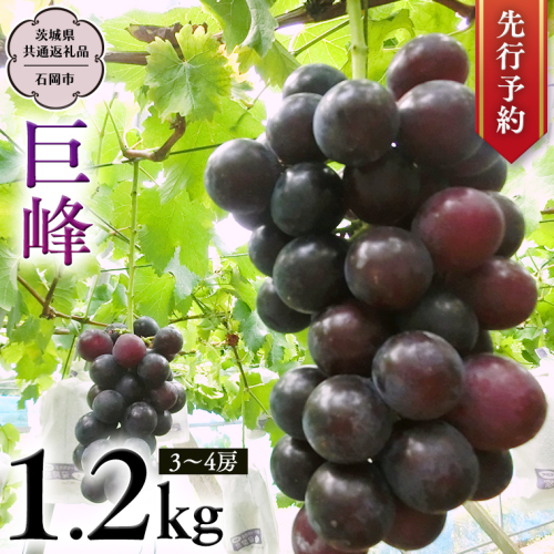 【 先行予約 】 巨峰 約1.2kg (茨城県共通返礼品 石岡市） 開田ぶどう園 産地直送 フルーツ 甘い 直送 茨城 限定 ぶどう 巨峰 果物 [DO001sa] 1376965 - 茨城県桜川市