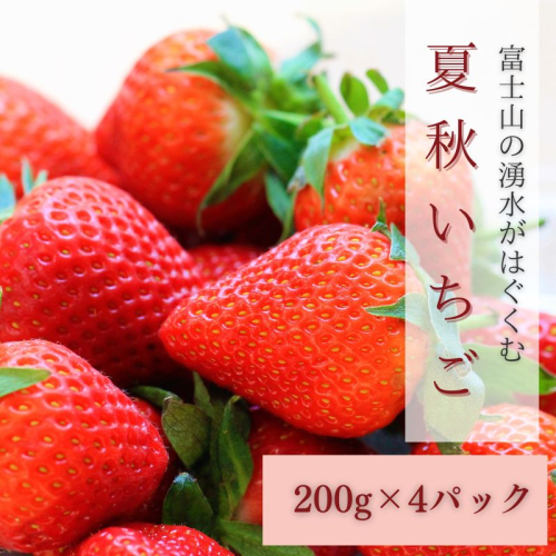 【2026年 先行予約】【湧水のミネラルたっぷり！山梨の夏秋いちご】ご家庭用 200ｇ× 4パック 137721 - 山梨県都留市