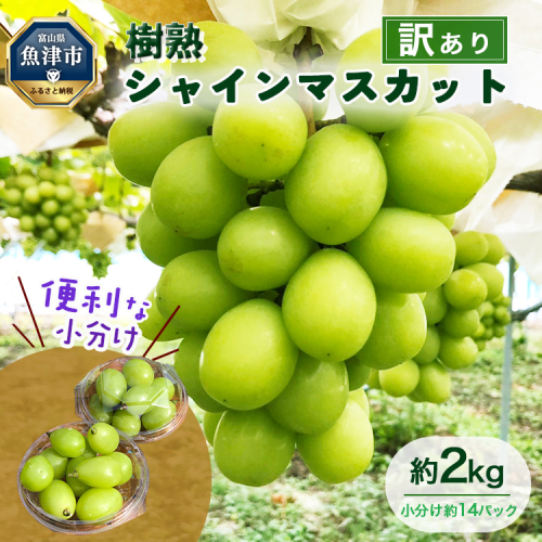 訳あり シャインマスカット 約2kg ｜ 樹熟 粒 約14パック 富山県産 マスカット ぶどう ブドウ 葡萄 ※北海道・沖縄・離島への配送不可 ※2025年10月上旬～12月下旬頃に順次発送予定 1379313 - 富山県魚津市