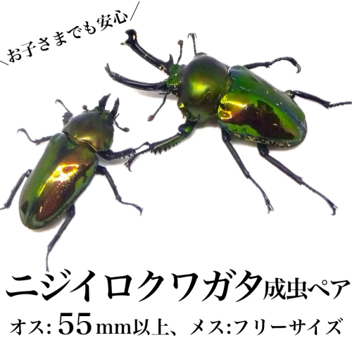 ニジイロクワガタ 成虫ペア オス(55mm以上) メス(フリーサイズ)  1379561 - 鹿児島県肝付町