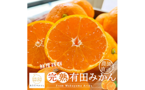 農家直送 完熟 有田みかん 約10kg［先行予約 2025年11月発送］［MS13-1］ 1382059 - 和歌山県上富田町
