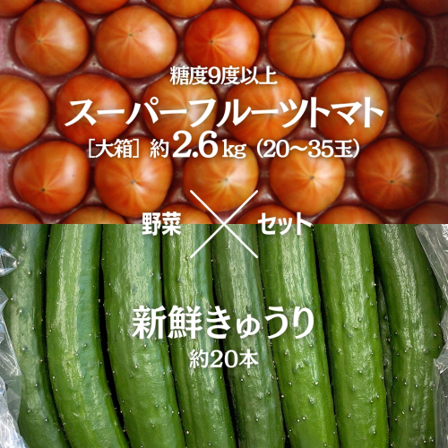 糖度9度以上 トマト 【 2025年収穫分 先行予約 】 スーパーフルーツトマト 大箱 約2.6kg （20〜35玉）糖度9度以上 ＆ 新鮮 きゅうり 約20本 野菜セット 2025年2月上旬発送開始 とまと トマト 胡瓜 キュウリ 野菜 サラダ [BC062sa] 1382945 - 茨城県桜川市