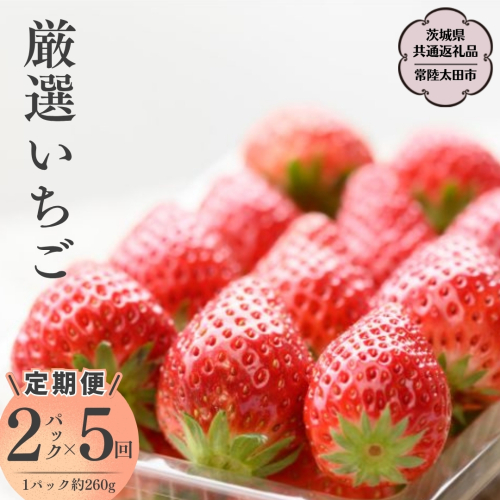 【2026年 先行予約】【定期 毎月お届けコース】厳選いちご 2パック×5回（茨城県共通返礼品／常陸太田市） 2026年1月発送開始 フルーツ 苺 イチゴ いちご 新鮮 朝採れ 茨城県 桧山FRUITFARM 1384167 - 茨城県桜川市