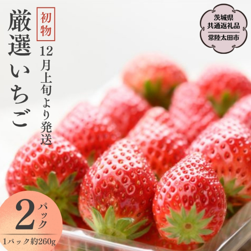 【 先行予約 】初物 厳選 いちご ( 2パック × 1箱 ) （茨城県共通返礼品／常陸太田市） 2025年12月上旬発送開始 フルーツ 苺 イチゴ いちご 新鮮 朝採れ 茨城県 桧山FRUITFARM [DY016sa] 1384168 - 茨城県桜川市