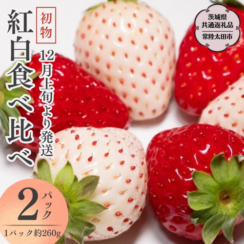 【 先行予約 】初物 紅白 食べ比べ いちご （ 2パック × 1箱 ) （茨城県共通返礼品／常陸太田市） 2025年12月上旬発送開始 フルーツ 苺 イチゴ いちご 新鮮 朝採れ 茨城県 桧山FRUITFARM [DY017sa] 1384169 - 茨城県桜川市