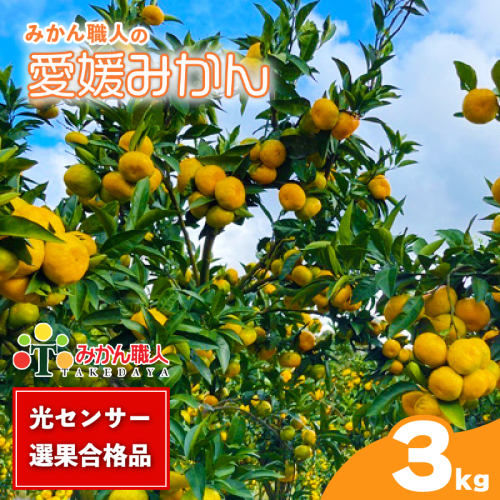 訳あり 愛媛みかん 約3kg 【発送期間：9月中旬～1月中旬】 柑橘 果物 国産 フルーツ 蜜柑 ミックス 不揃い 傷 温州 ビタミン 美味しい みかん職人武田屋 愛媛県 愛南町 1384235 - 愛媛県愛南町