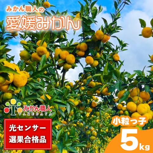 訳あり 愛媛みかん 小粒っ子 約5kg 【発送期間：9月中旬～1月中旬】 柑橘 果物 国産 フルーツ 蜜柑 ミックス 不揃い 傷 温州 ビタミン 美味しい みかん職人武田屋 愛媛県 愛南町 1384263 - 愛媛県愛南町