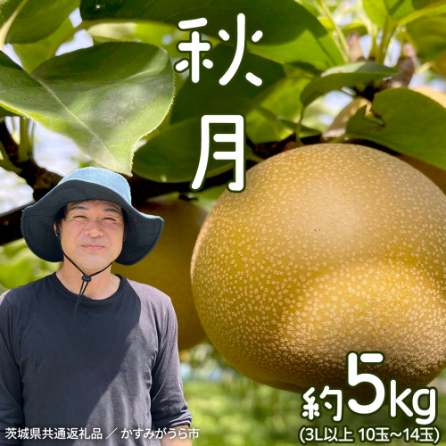 【2026年9月中旬発送開始】 《先行予約》秋月 梨 約 5kg 10玉～14玉 （ 茨城県共通返礼品 ／ かすみがうら市 ） なし 鈴木農園 産地直送 フルーツ 甘い 直送 茨城 限定  [ED004sa] 1384976 - 茨城県桜川市