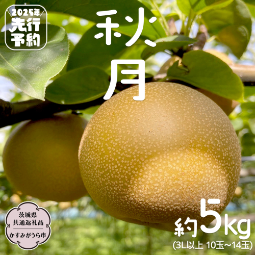 【2025年9月中旬発送開始】 秋月 梨 約 5kg 10玉～14玉 （ 茨城県共通返礼品 ／ かすみがうら市 ） なし 鈴木農園 産地直送 フルーツ 甘い 直送 茨城 限定  [ED004sa] 1384976 - 茨城県桜川市