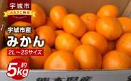 みかん 5kg 2L～2Sサイズ【2024年10月下旬～12月下旬発送予定】 果物 くだもの フルーツ ミカン オレンジ 柑橘