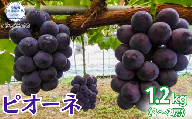 【2026年先行予約】ピオーネ  1.2kg（2 ～ 3房）（茨城県共通返礼品・かすみがうら市産）／ ぶどう 葡萄 ブドウ ピオーネ  先行予約 予約 1.2kg 朝どり 産地直送 茨城県