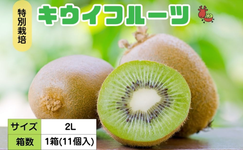 ＜12月以降順次発送＞プレミアムキウイフルーツ 2L サイズ 11個入 追熟処理済／ ふるさと納税 キウイ キウイフルーツ ギフト 栄養 果物 お土産 化学肥料不使用 特別栽培 塩 奈良県 宇陀市 やまとファームJAPAN 1385610 - 奈良県宇陀市