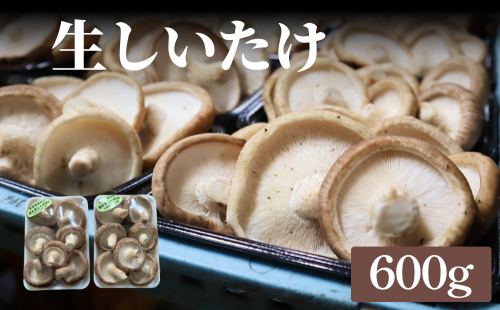 生しいたけ 約600g 富山県 氷見市 シイタケ 椎茸 国産 生 1386060 - 富山県氷見市