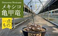 Dioscorea Mexicana メキシコ亀甲竜 （個体番号MKR-19） 長与町/アグリューム [EAI144]