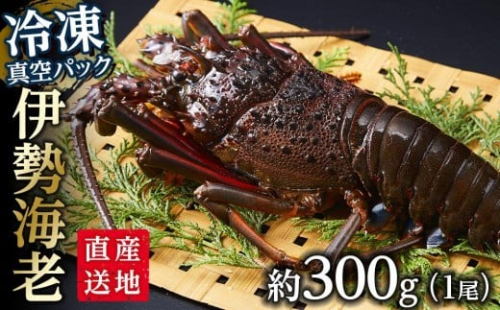 【12月末まで限定寄付額】【年内発送可】冷凍 伊勢海老1尾（約300ｇ前後）真空パック 南紀黒潮イセエビ 通年発送｜期間限定 漁師直送 海鮮 海老 とれたて 人気 1388362 - 和歌山県那智勝浦町