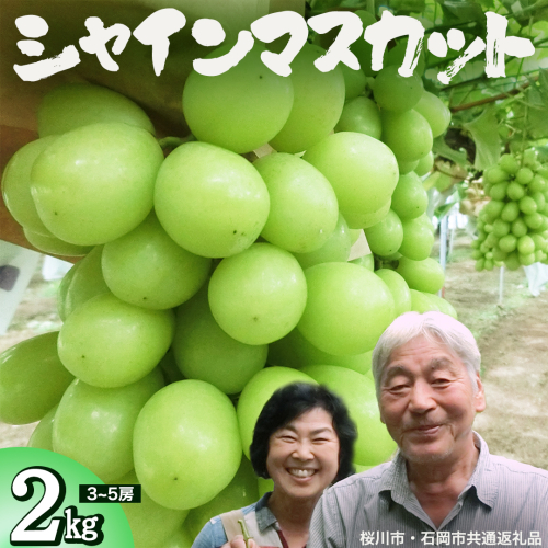 シャインマスカット 約2kg (桜川市・石岡市共通返礼品） 2026年9月上旬発送開始 開田ぶどう園 産地直送 フルーツ 甘い 直送 茨城 限定 ギフト ぶどう シャインマスカット 果物 [DO005sa] 1388464 - 茨城県桜川市