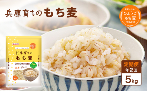 【定期便 年2回発送】兵庫育ちのもち麦5kg　[食物繊維 もちむぎ キラリモチ 国産 健康 加東市]  1388489 - 兵庫県加東市