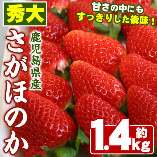 ＜先行予約受付中！2026年1月中旬以降順次発送予定＞鹿児島県産いちご(さがほのか「秀大」・計約1.4kg・40粒×2箱) 鹿児島 阿久根 果物 フルーツ イチゴ いちご 苺 さがほのか デザート おやつ 期間限定【鹿児島いずみ農業協同組合】akn018-21 138860 - 鹿児島県阿久根市