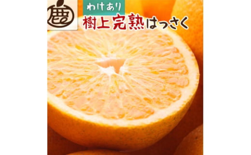 ＜4月より発送＞家庭用樹上完熟はっさく2.5kg+75g（傷み補償分）【有田の春みかん・五月八朔・さつきはっさく・木生りはっさく・きなりはっさく】【光センサー選別】【訳あり・わけあり】 1389450 - 和歌山県有田川町