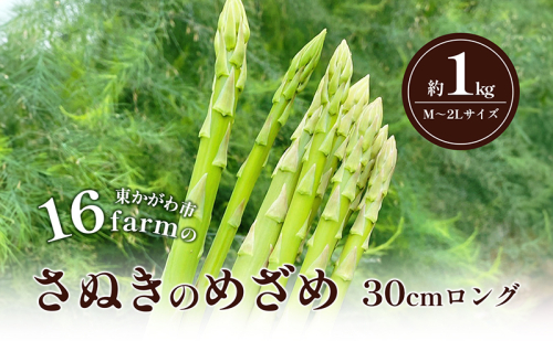 16farmのアスパラ「さぬきのめざめ30cmロング」M～2Lサイズ1kg アスパラガス さぬきのめざめ ロングアスパラ 野菜 やさい 新鮮 東かがわ 1389766 - 香川県東かがわ市