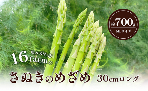 16farmのアスパラ「さぬきのめざめ30cmロング」MLサイズ700g アスパラガス さぬきのめざめ ロングアスパラ 野菜 やさい 新鮮 東かがわ 1389767 - 香川県東かがわ市