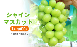 ●先行予約●2025年の収穫時期に順次出荷します！ 【配達不可：離島】 太陽をサンサンと浴びて育った、シャインマスカットは皮ごと食べられて種がありません。甘味が強くジューシーでパクパクいただけるぶどう