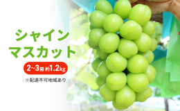 ●先行予約●2025年の収穫時期に順次出荷します！ 【配達不可：離島】 太陽をサンサンと浴びて育った、シャインマスカットは皮ごと食べられて種がありません。甘味が強くジューシーでパクパクいただけるぶどう