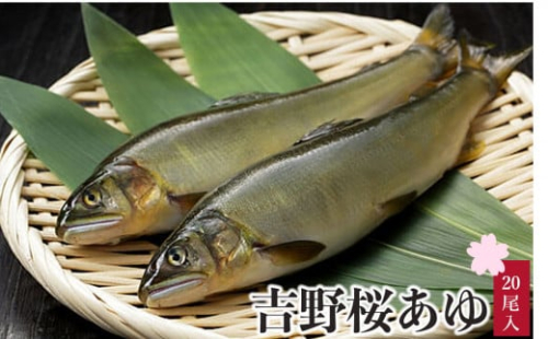 吉野桜あゆ(新鮮抜群!活〆鮎)20尾入 1390365 - 奈良県吉野町
