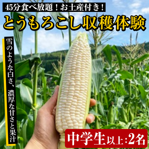 とうもろこし収穫体験チケット中学生以上2名( 45分食べ放題 とうもろこしのお土産付き ) 国産 トウモロコシ 玉蜀黍 ホワイト コーン 野菜 糖度 夏 イネ科 収穫体験 チケット【うとさんち】a-13-38 1390870 - 鹿児島県阿久根市