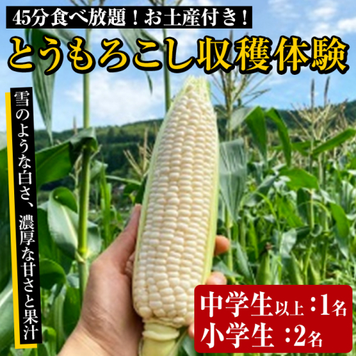 とうもろこし収穫体験チケット 中学生以上1名+小学生2名( 45分食べ放題 とうもろこしのお土産付き ) 国産 トウモロコシ 玉蜀黍 ホワイト コーン 野菜 糖度 夏 イネ科 収穫体験 チケット【うとさんち】a-16-43 1390871 - 鹿児島県阿久根市