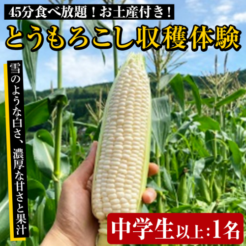 とうもろこし収穫体験チケット 中学生以上1名( 45分食べ放題 とうもろこしのお土産付き ) 国産 トウモロコシ 玉蜀黍 ホワイト コーン 野菜 糖度 夏 イネ科 収穫体験 チケット【うとさんち】a-8-13 1390875 - 鹿児島県阿久根市