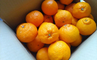 しらぬい柑 5kg（ご家庭用） みかん 果物 くだもの 柑橘 フルーツ 河内【2025年2月上旬～4月下旬発送予定】