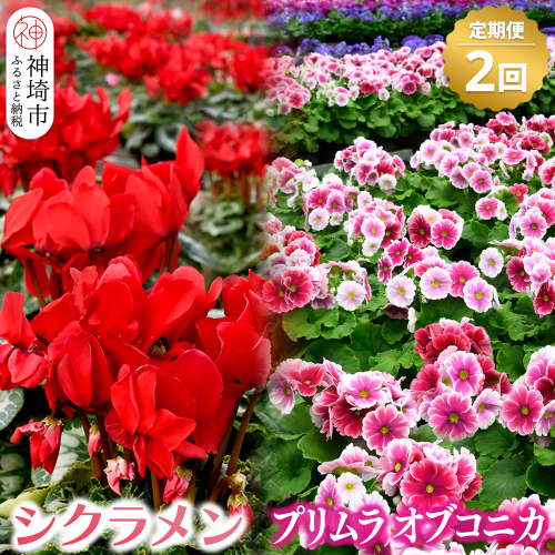 【先行受付11月20日より発送 数量・期間限定】鉢花 定期便 2回(11月・1月)【鉢花 ふるさと納税 定期便】(H069116) 139245 - 佐賀県神埼市