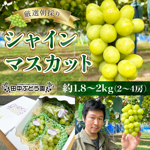 ＜2025年9月上旬頃～順次発送＞田中ぶどう園の厳選朝採りシャインマスカット＜約1.8～2.0kg（2～4房）＞※発送前のご連絡はできませんので、ご注意ください※ 1393730 - 大阪府河内長野市