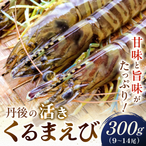 丹後の活きくるまえび 300g（9～14尾）
 1393864 - 京都府京丹後市