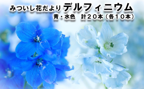 ＜ 9月30日 までの受付 ＞ 生花 みついし花だより デルフィニウム 青 水色 計 20本 (各10本) スプレータイプ  139447 - 北海道新ひだか町