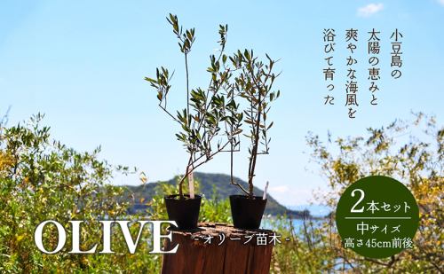 【 小豆島 】小豆島のオリーブ苗木 2本セット(中) 植物 観葉植物 インテリア オリーブ 苗木 香川 香川県 土庄 土庄町 1394698 - 香川県土庄町