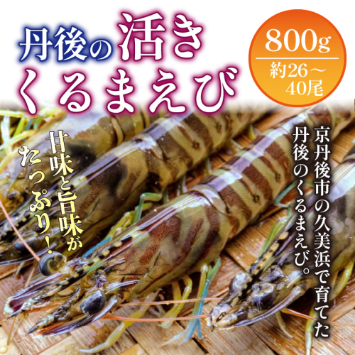 丹後の活きくるまえび 800g（26～40尾）
 1395063 - 京都府京丹後市