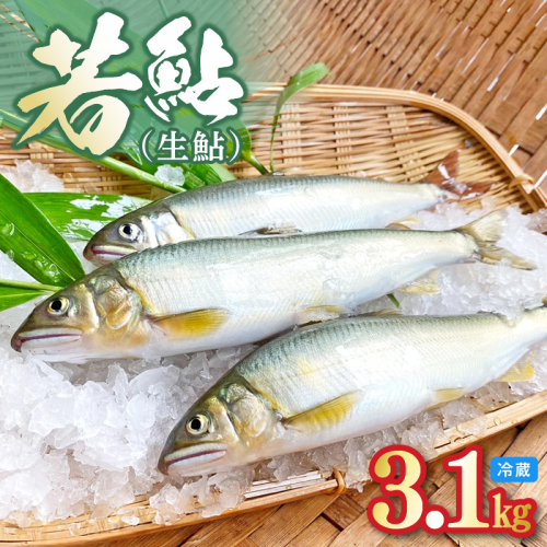 若鮎(生鮎)3.1kg【冷蔵】 N070-YC230_1 1395447 - 宮崎県延岡市